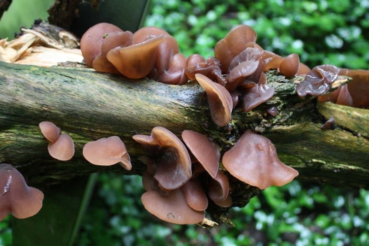 MycoMedica ORGANIC Auricularia PRO - 90 capsules