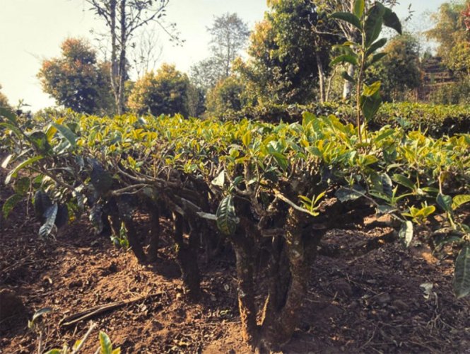 Early Harvest High Mountain Yunnan Green Tea | Zao Chun Gao Shan Dian Lu - Option: 1 kg