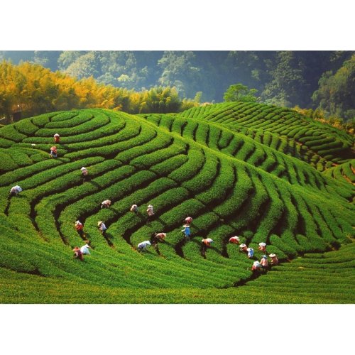 Taiwan Black Jin Xuan | Jin Xuan Hong Cha - Option: 500 g