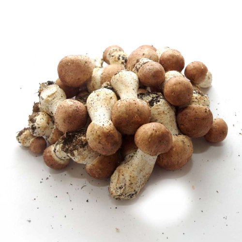 MycoMedica ORGANIC Agaricus PRO - 90 capsules