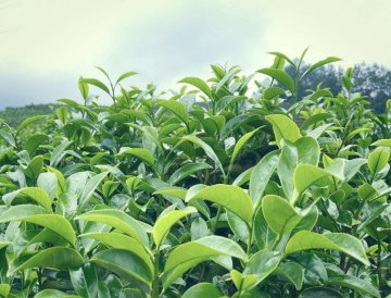 Che fragranza possiamo aspettarci dal tè “Aroma di Cacca d’Anatra” - Yinhua Xiang Dancong?
