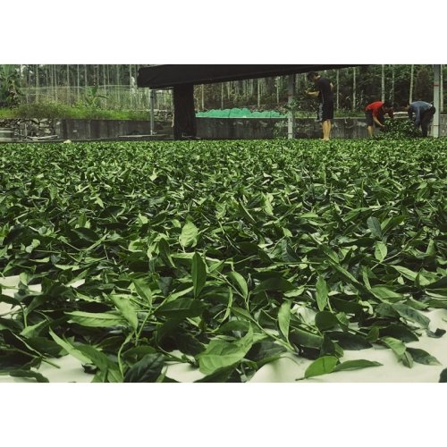 Taiwan Shanlinxi Black Tea | Shan Lin Xi Hong Cha - Option: 50 g