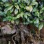 Taiwan Wild Black Tea | Shan Cha - Option: 500 g