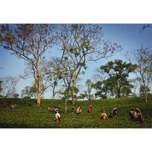Assam Latumoni SFTGFOP 1 ROYAL TPY SF - Variante: 50 g