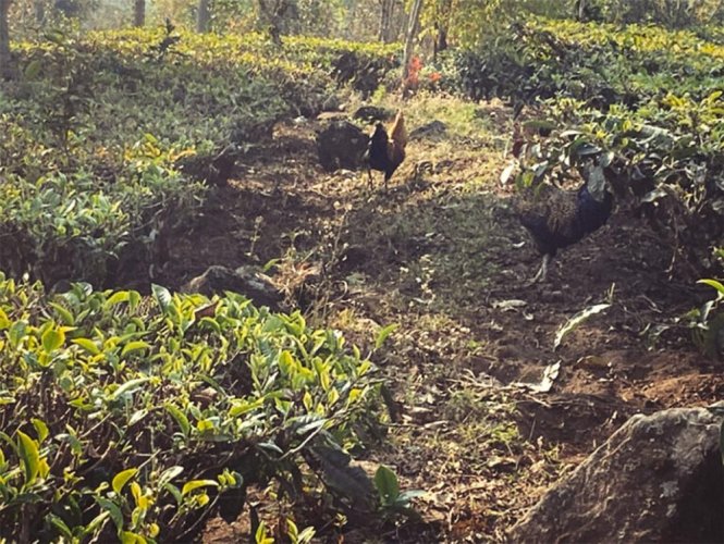 Early Harvest High Mountain Yunnan Green Tea | Zao Chun Gao Shan Dian Lu - Option: 1 kg
