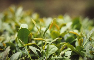 Green tea Melon Seeds - Liu An Gua Pian 六安瓜片 - History and Processing