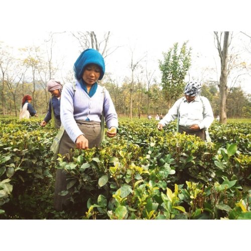 Darjeeling Rohini SFTGFOP1 SF Enigma Gold - Varianta: 500 g