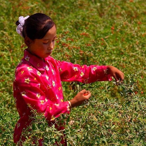 GOU QI ZI - Kustovnice čínská ze Zhongningu 200 g