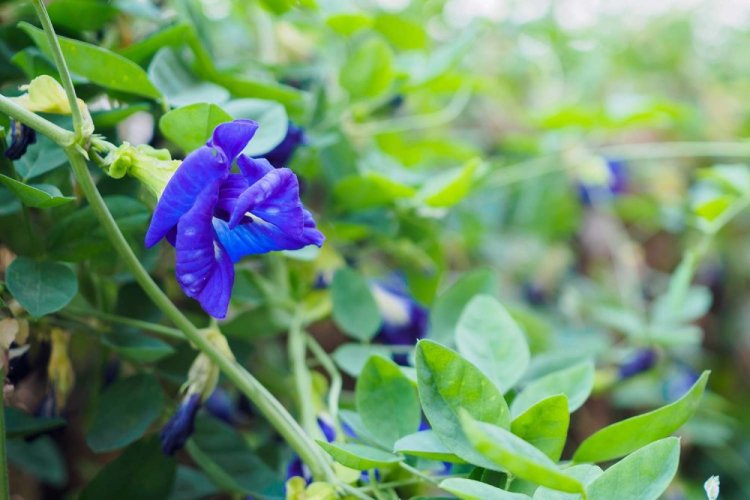 Květy divoké klitorie - Žlonka okázalá | Clitoria ternatea - Varianta: 500 g