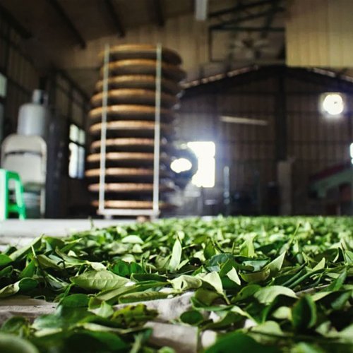 2017 Taiwan Nature Farming Wuyi Hong Shui Oolong | Wu Yi Hong Shui Wu Long - cake 100 g - Option: Cake 5x 100 g