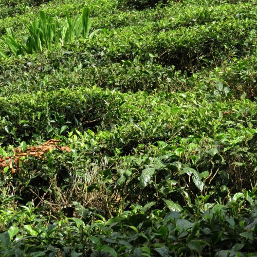Darjeeling Sourenee Vintage Muscatel SF - Varianta: Vzorek 15 g