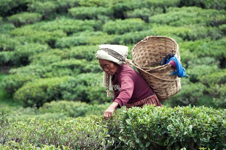 Darjeeling Giddapahar SFTGFOP1 CH SPL Muscatel SF - Variante: 1 kg