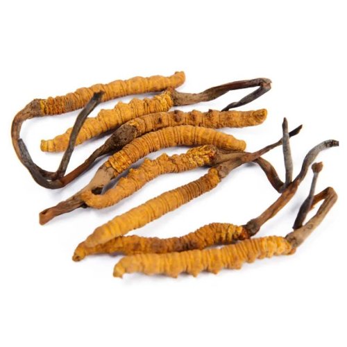 MycoMedica ORGANIC Cordyceps PRO - 90 capsules