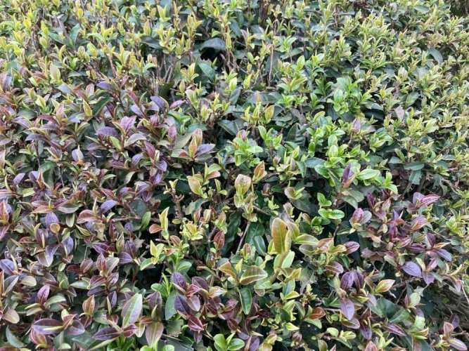 Nebbia di Hunan all'inizio della primavera | Hunan Jiu Yi Zao Chun Yun Wu - Variante: 1 kg