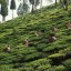 Darjeeling Sourenee Vintage Muscatel SF - Varianta: Vzorek 15 g