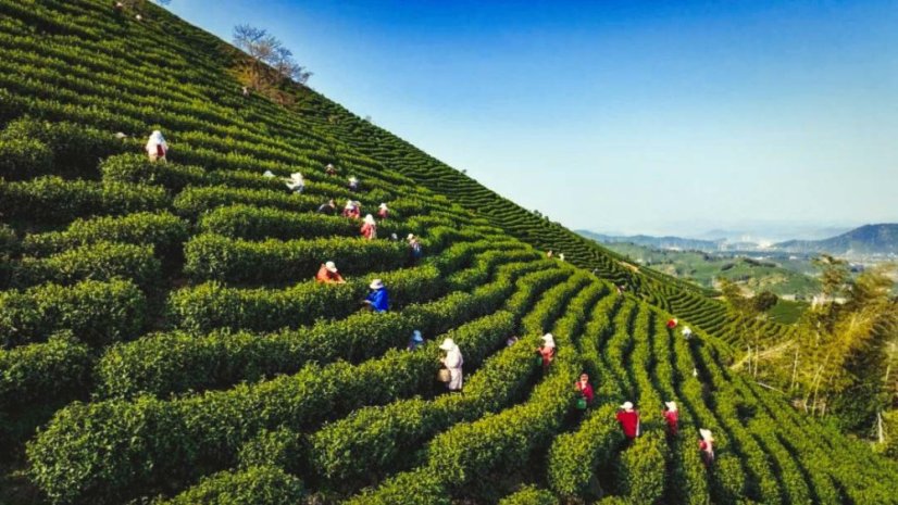 Zhejiang Anji Green Tea | An Ji Bai Cha - Option: 1 kg