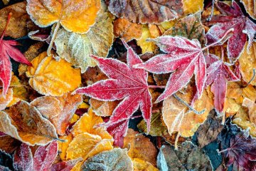 Jinotaj mrazu (Shuāng Jiàng 霜降) – Když podzim ustupuje zimě