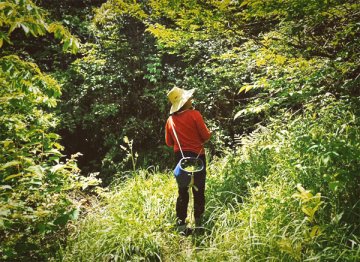 Wild tea harvest for Tan Bei Huo Shan Huang Ya 霍山黃芽