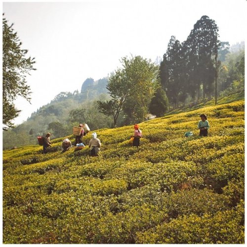 Darjeeling Glenburn Moonshine SFTGFOP1 FF EX-02 - Varianta: Vzorek 15 g