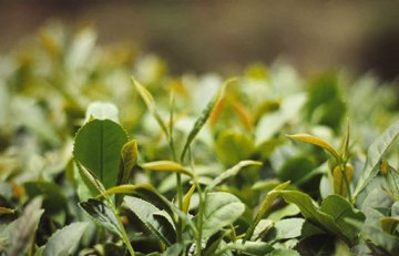 Tè verde Semi di anguria - Liu An Gua Pian 六安瓜片 - storia e lavorazione