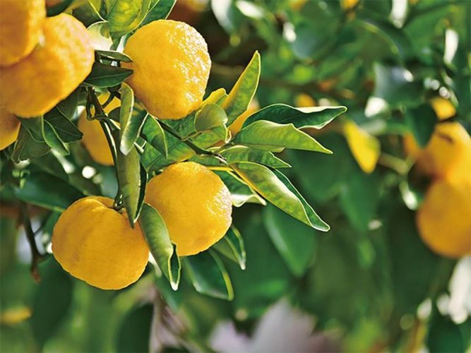Scorza secca di frutto giapponese Yuzu - Variante: 500 g