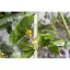 Osmanthus Oolong | Gui Hua Wu Long - Option: 1 kg