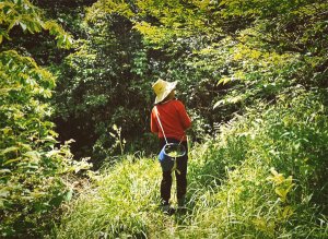 La raccolta del tè selvatico per il Tan Bei Huo Shan Huang Ya 霍山黃芽