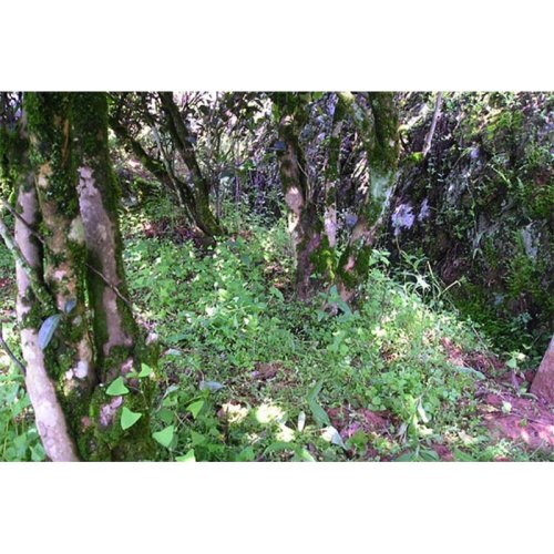 Wuyi Old Tree Water Sprite | Lao Cong Shui Xian - Option: 50 g