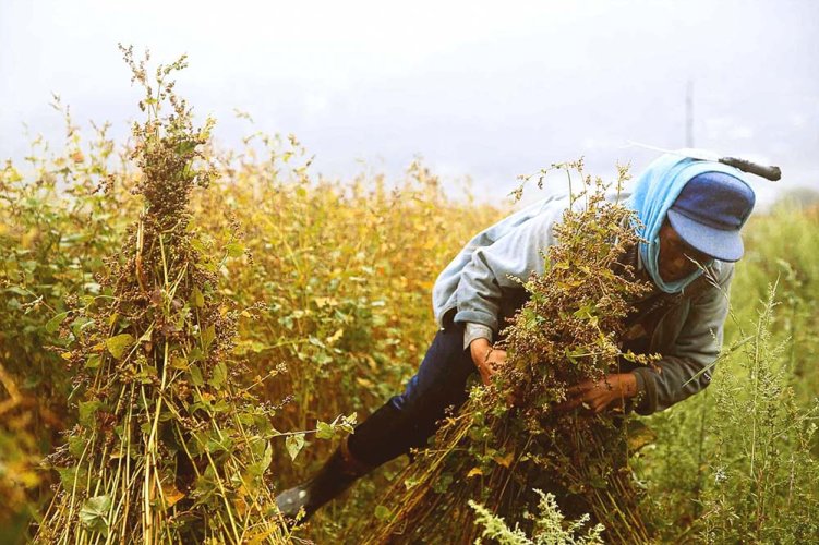 Germi gialli - Tè di grano saraceno di Daliangshan | Pei Ya Huang Ku Qiao Cha - Variante: Campione 15 g Germi gialli - Tè di grano saraceno di Daliangshan | Pei Ya Huang Ku Qiao Cha - Variante: Campione 15 g