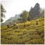 Darjeeling Glenburn Moonshine SFTGFOP1 FF EX-02 - Varianta: Vzorek 15 g