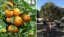 2023 Chen Pi – Dried Mandarin Peel - Option: Sample 15 g