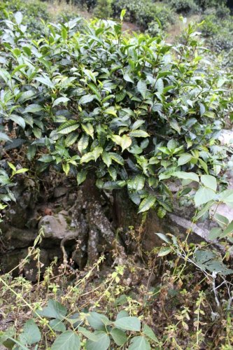 Taiwanský divoký černý čaj | Shan Cha - Varianta: 50 g