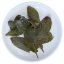 Taiwan Alishan Qing Xin Oolong | Rui Feng Gao Shan Wu Long - Option: 1 kg
