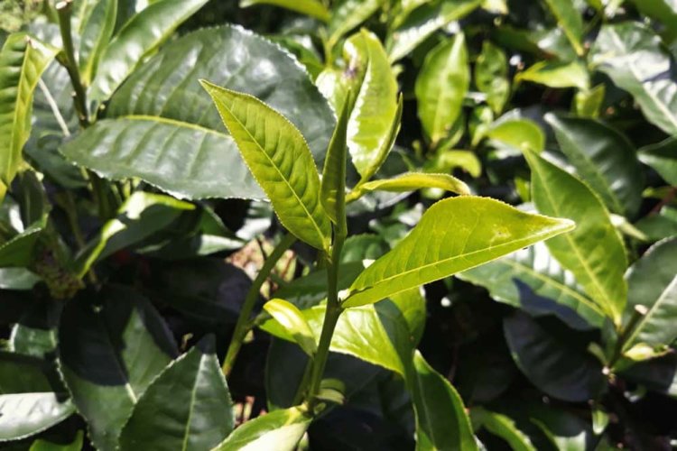 Taiwan Sun Moon Lake Assam T-8 Black Tea | Riyuetan Ming Qian Asamu Hong Cha - Option: 500 g