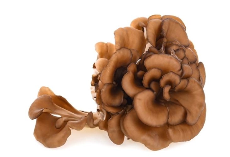 MycoMedica ORGANIC Maitake PRO - 90 capsules