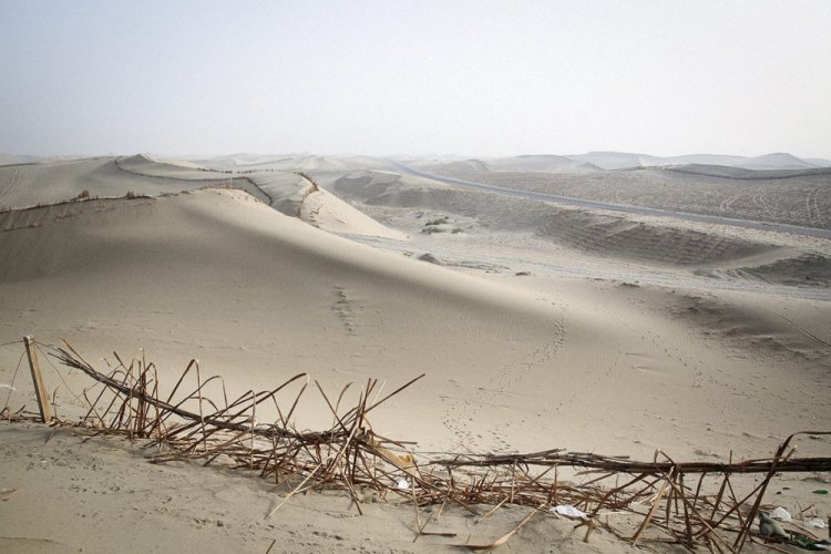 Boccioli di rosa damascena selvatica del deserto | Da Ma Shi Ge Mei Gui - Variante: 1 kg