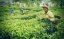 Assam Hajua SFTGFOP1 Tippy Special - Varianta: 1 kg
