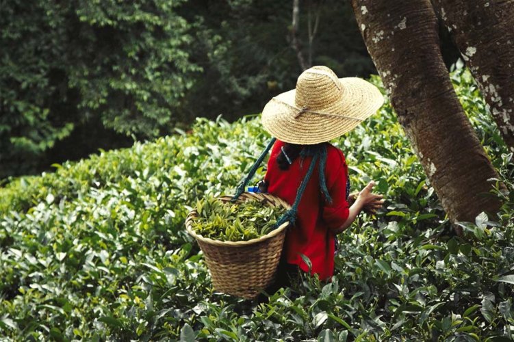 Meghalayi Lakyrsiew Orthodox Oolong AV2 - Varianta: 50 g