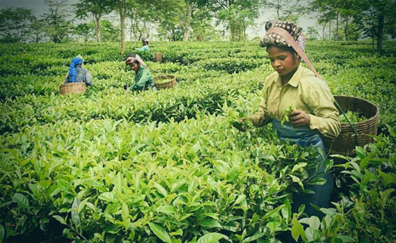 Assam Hajua SFTGFOP1 Tippy Special - Varianta: 1 kg
