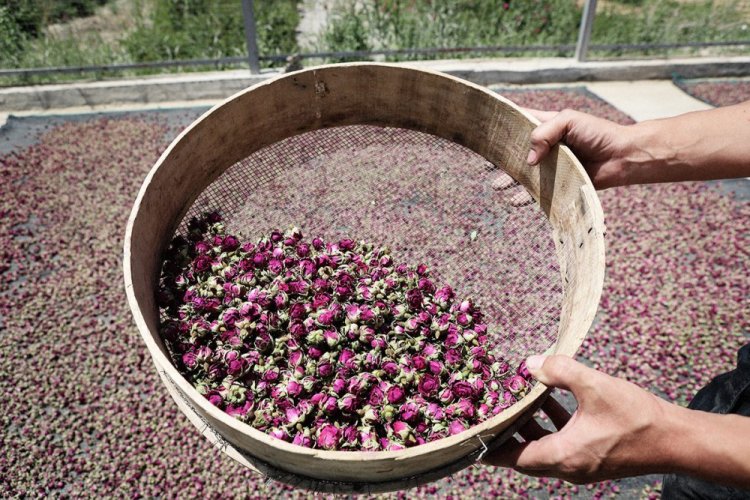 Boccioli di rosa damascena selvatica del deserto | Da Ma Shi Ge Mei Gui - Variante: 1 kg