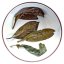 Bitter tea Kuding - Ilex kudingcha | Ku Ding Cha - Option: 50 g