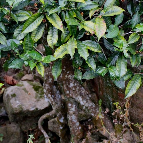 Taiwan Wild Black Tea | Shan Cha - Option: 500 g