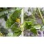 Oolong s květy vonokvětky (Osmanthus) | Gui Hua Wu Long - Varianta: 50 g