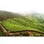 Darjeeling Rohini SFTGFOP1 SF Enigma Gold - Varianta: 500 g