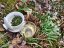 Taiwan pre-Qing Ming Green Snail Spring | San Xia Ming Qian Bi Luo Chun - Option: 50 g