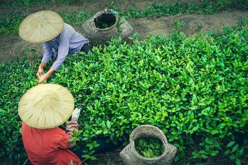 Čaj Oolong — mezi zeleným a černým, mezi vůní a ohněm