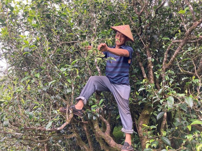 2021 Pu'er verde da alberi antichi di Mingfengshan | Ming Feng Shan Gu Shu Sheng Pu Er - torta pressata 200 g - Variante: 50 g