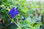 Květy divoké klitorie - Žlonka okázalá | Clitoria ternatea - Varianta: 500 g