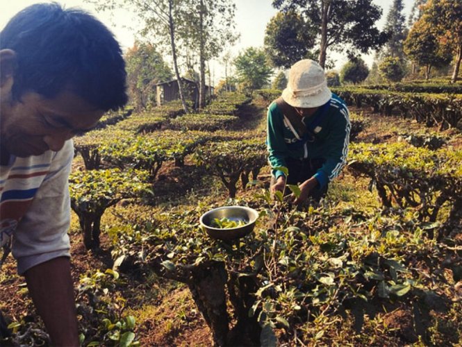 Early Harvest High Mountain Yunnan Green Tea | Zao Chun Gao Shan Dian Lu - Option: 1 kg