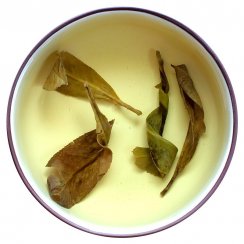 Hořký čaj Kuding - Ilex kudingcha | Ku Ding Cha
